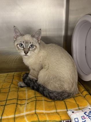 Nigel, Adoptable, Kitten Male Siamese & Domestic Short Hair.