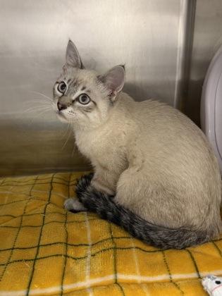 Enlarge Nigel, a Adoptable mixed breed in Fergus Falls, MN image 2/2