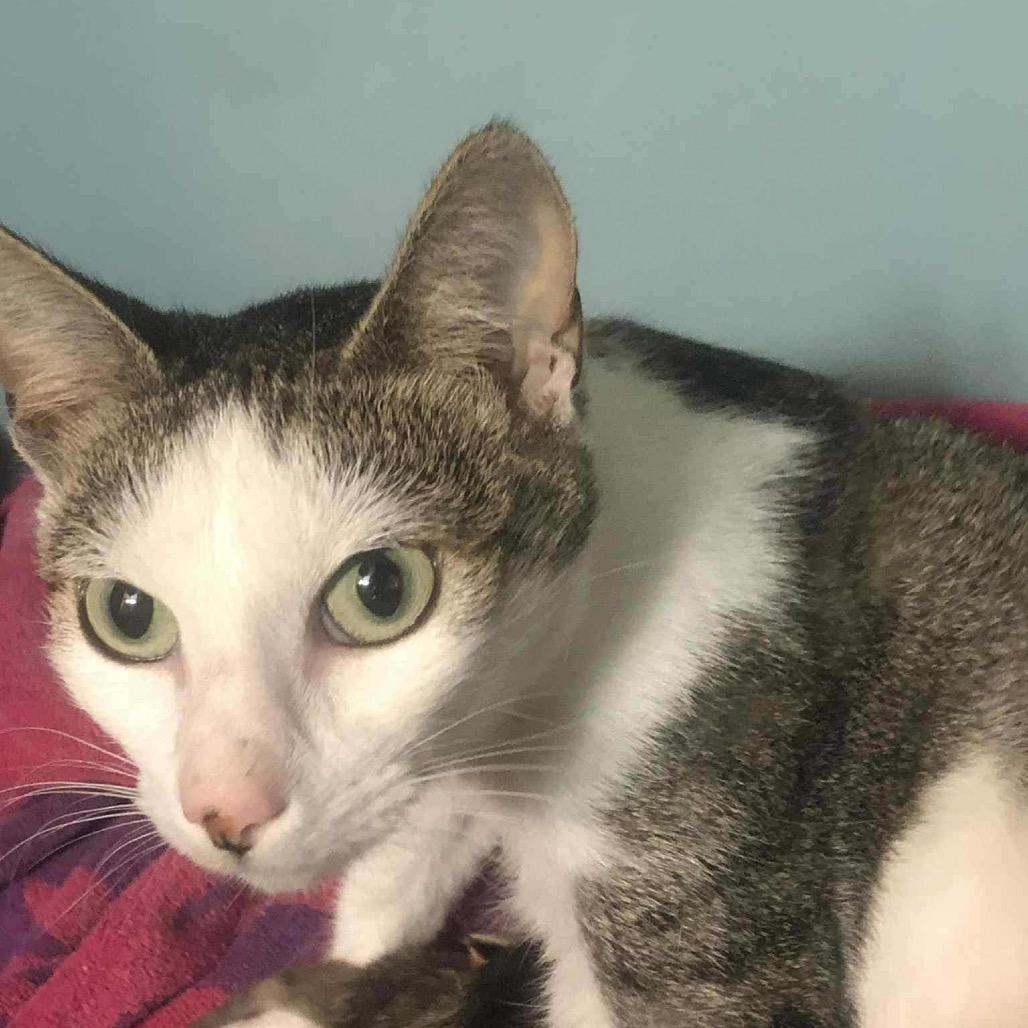 Enlarge Mama Posse, a Adoptable Domestic Short Hair in mount vernon, AR image 1/1