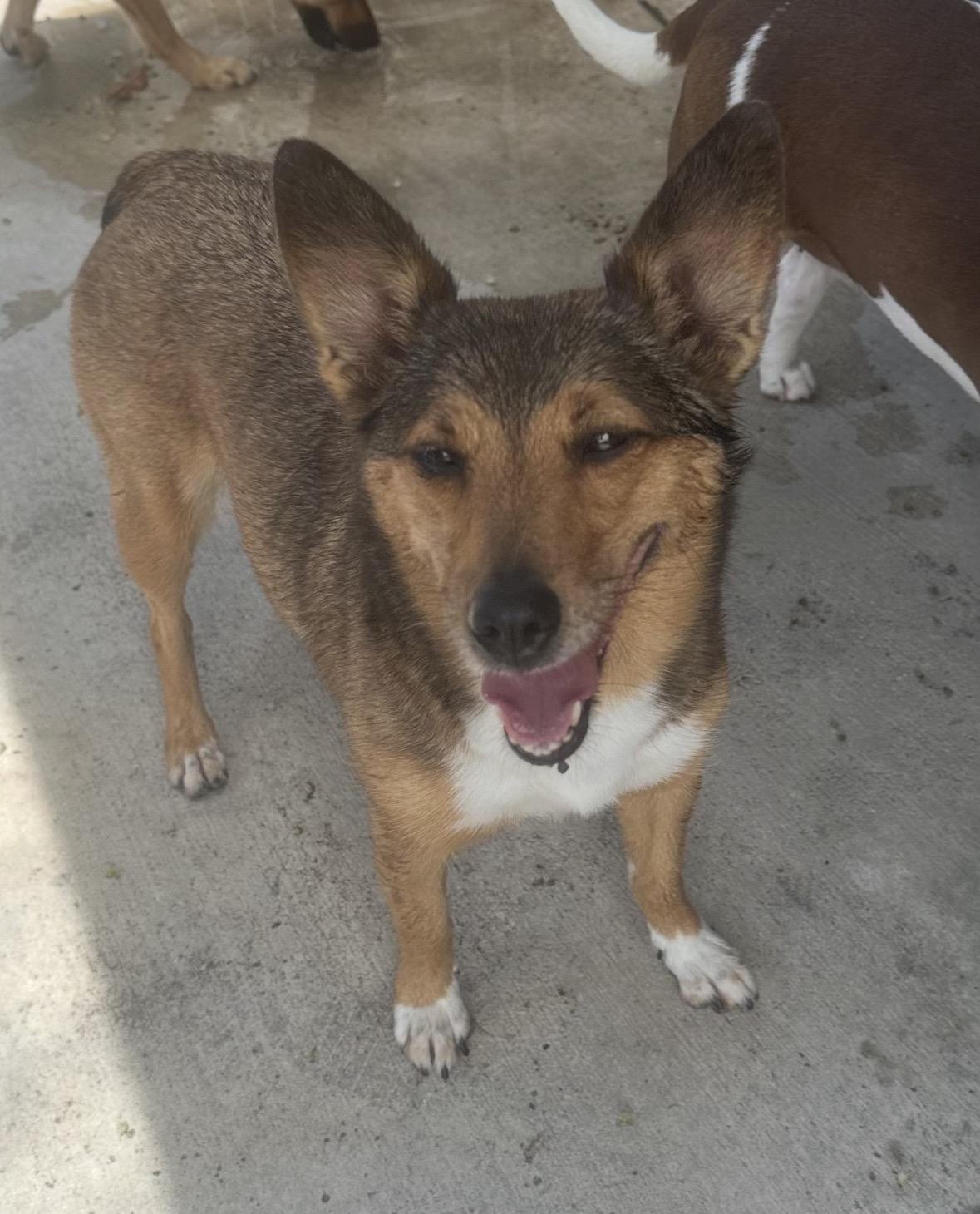 Ruby, ADOPTABLE, Adult Female Shetland Sheepdog / Sheltie & Chiweenie.