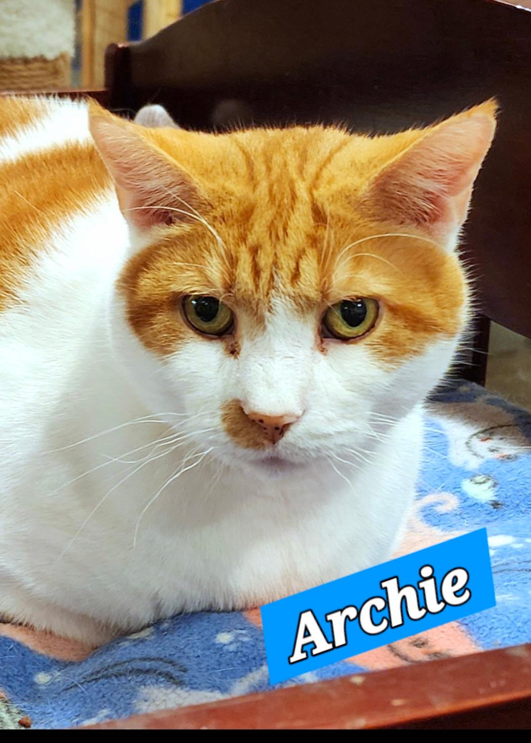 Archie, Adoptable, Adult Male Domestic Short Hair.