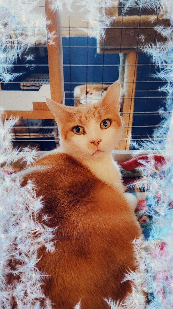 Archie photo 4
