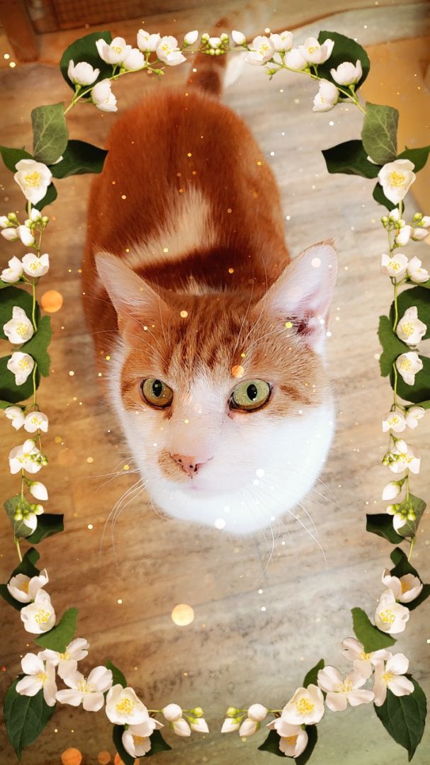 Enlarge Archie, a Adoptable Domestic Short Hair in Landenberg, PA image 2/4