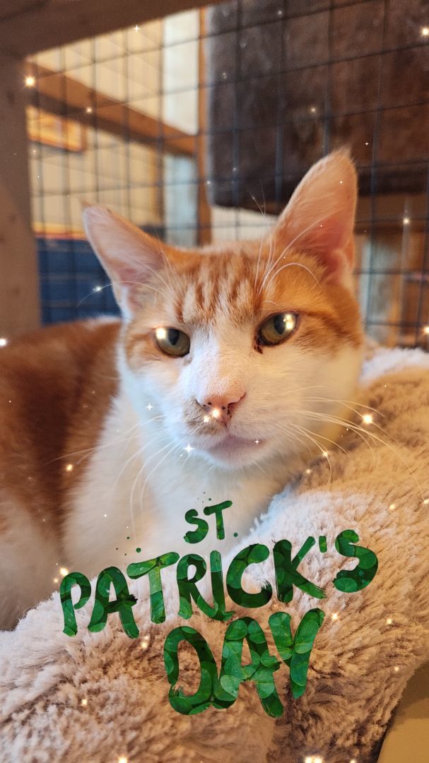 Enlarge Archie, a Adoptable Domestic Short Hair in Landenberg, PA image 3/4