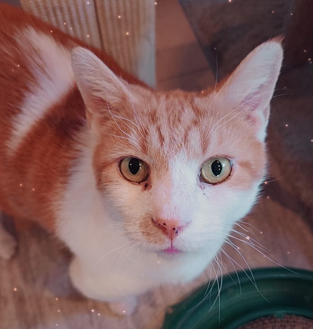 Enlarge Archie, a Adoptable Domestic Short Hair in Landenberg, PA image 4/4