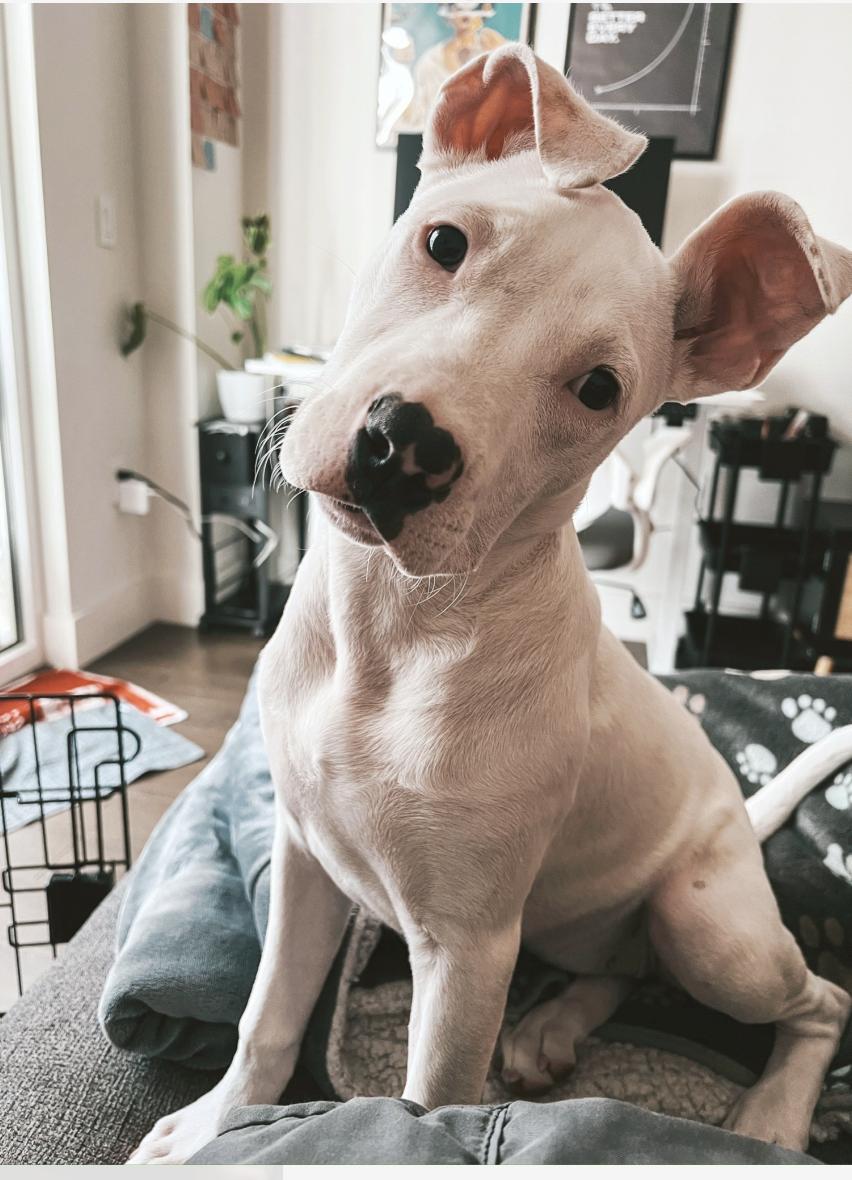 Alex, Adoptable, Puppy Female Pit Bull Terrier.