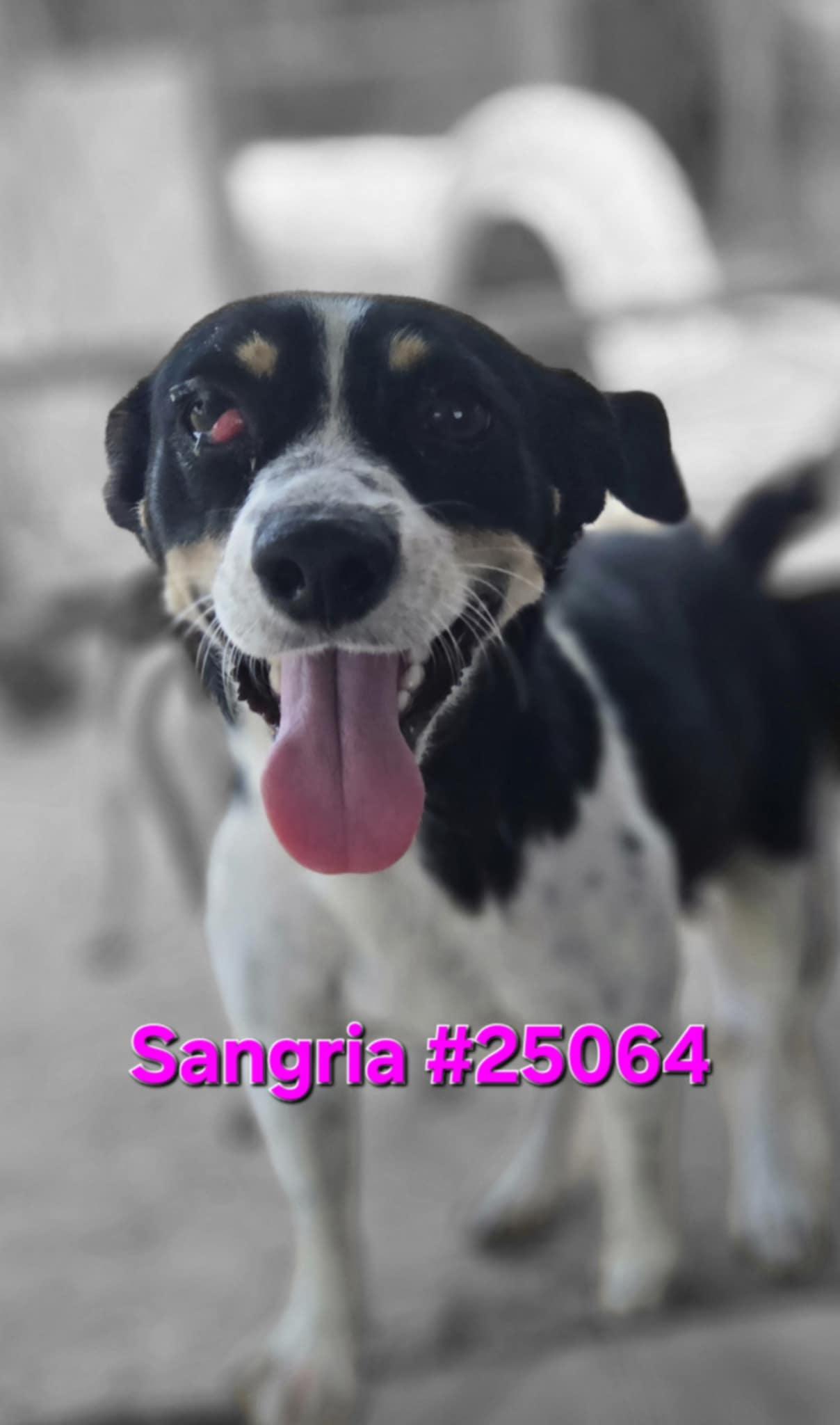 Sangria #25064, Baby Female unknown