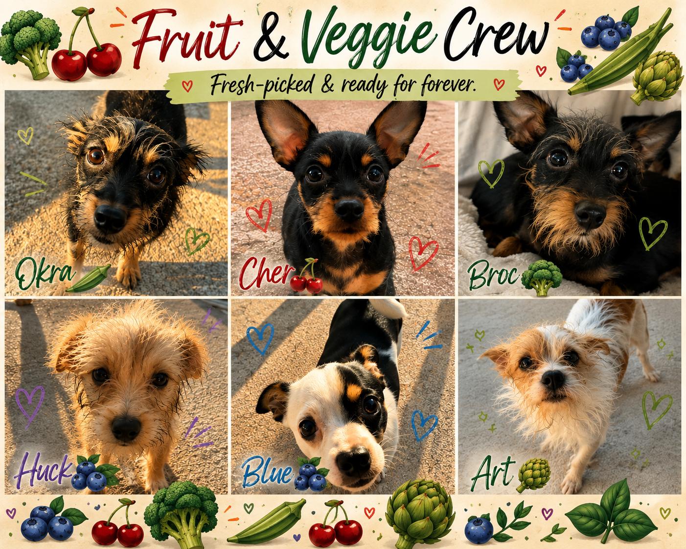 Enlarge Fruit and Veggies, a ADOPTABLE mixed breed in Stuart, FL image 1/1