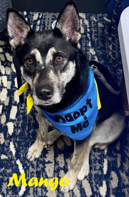 Enlarge Mango, a Adoptable mixed breed in Owatonna, MN image 1/3