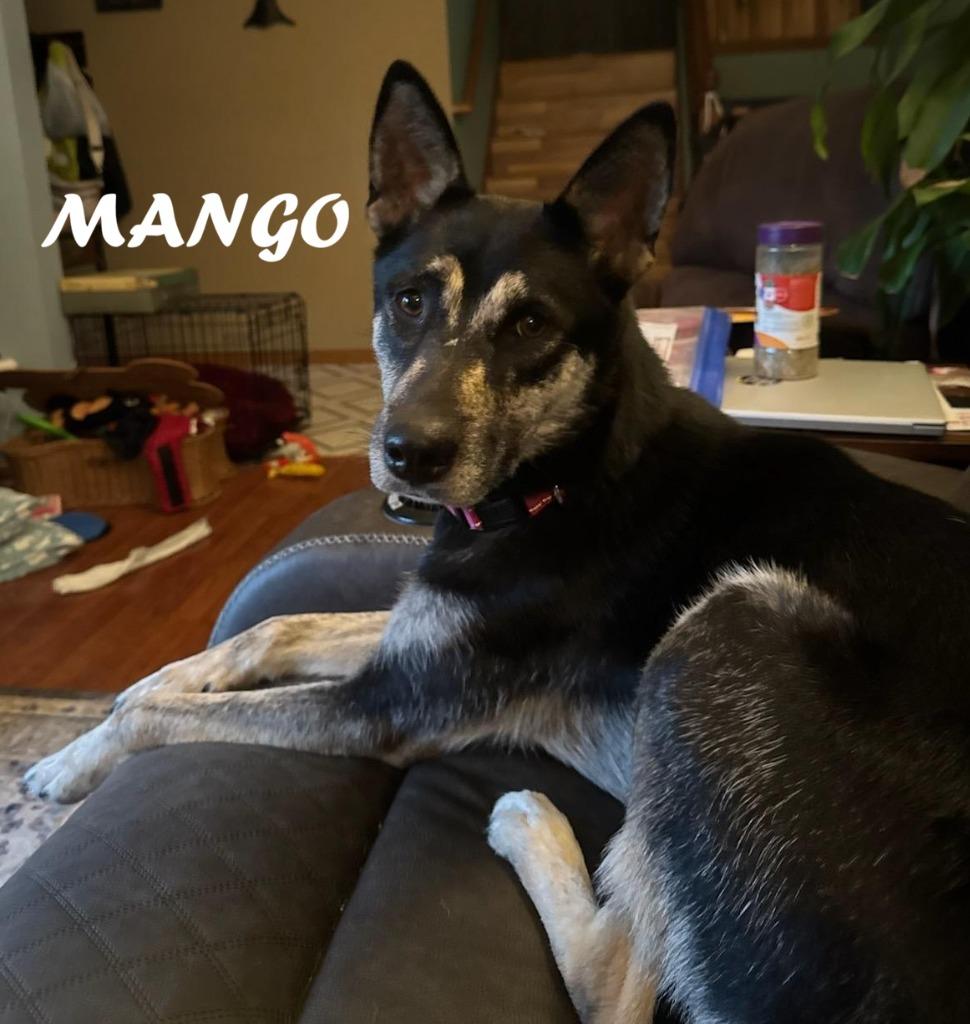 Enlarge Mango, a Adoptable mixed breed in Owatonna, MN image 2/3
