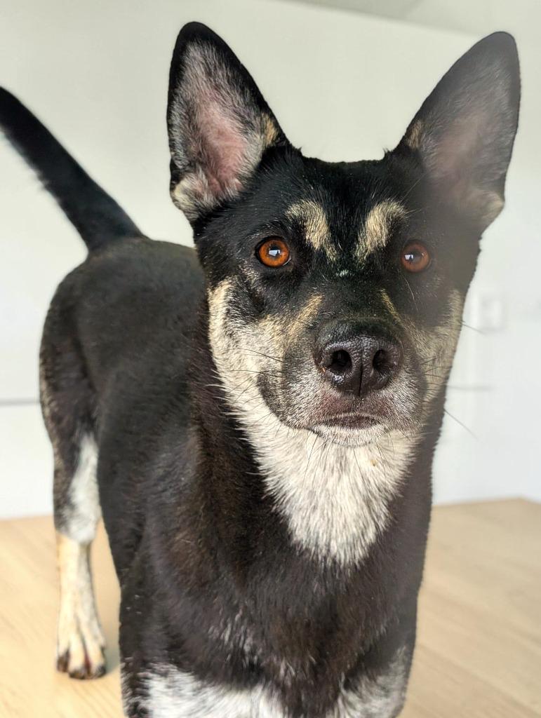 Enlarge Mango, a Adoptable mixed breed in Owatonna, MN image 3/3