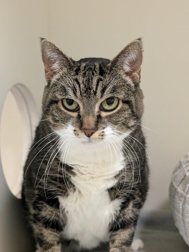Grace, ADOPTABLE, Senior Female Domestic Short Hair.