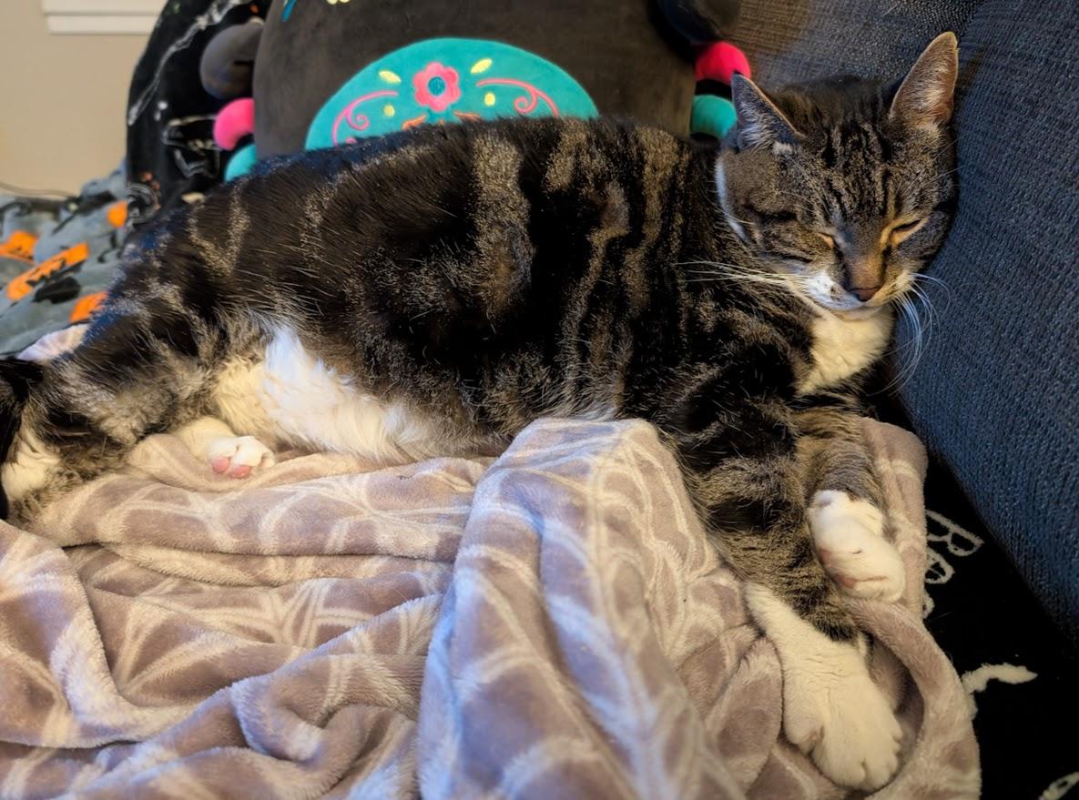 Enlarge Grace, a ADOPTABLE Domestic Short Hair in Coquitlam, BC image 2/2