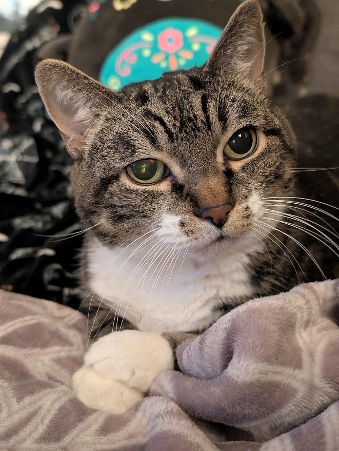 Enlarge Grace, a ADOPTABLE Domestic Short Hair in Coquitlam, BC image 1/2