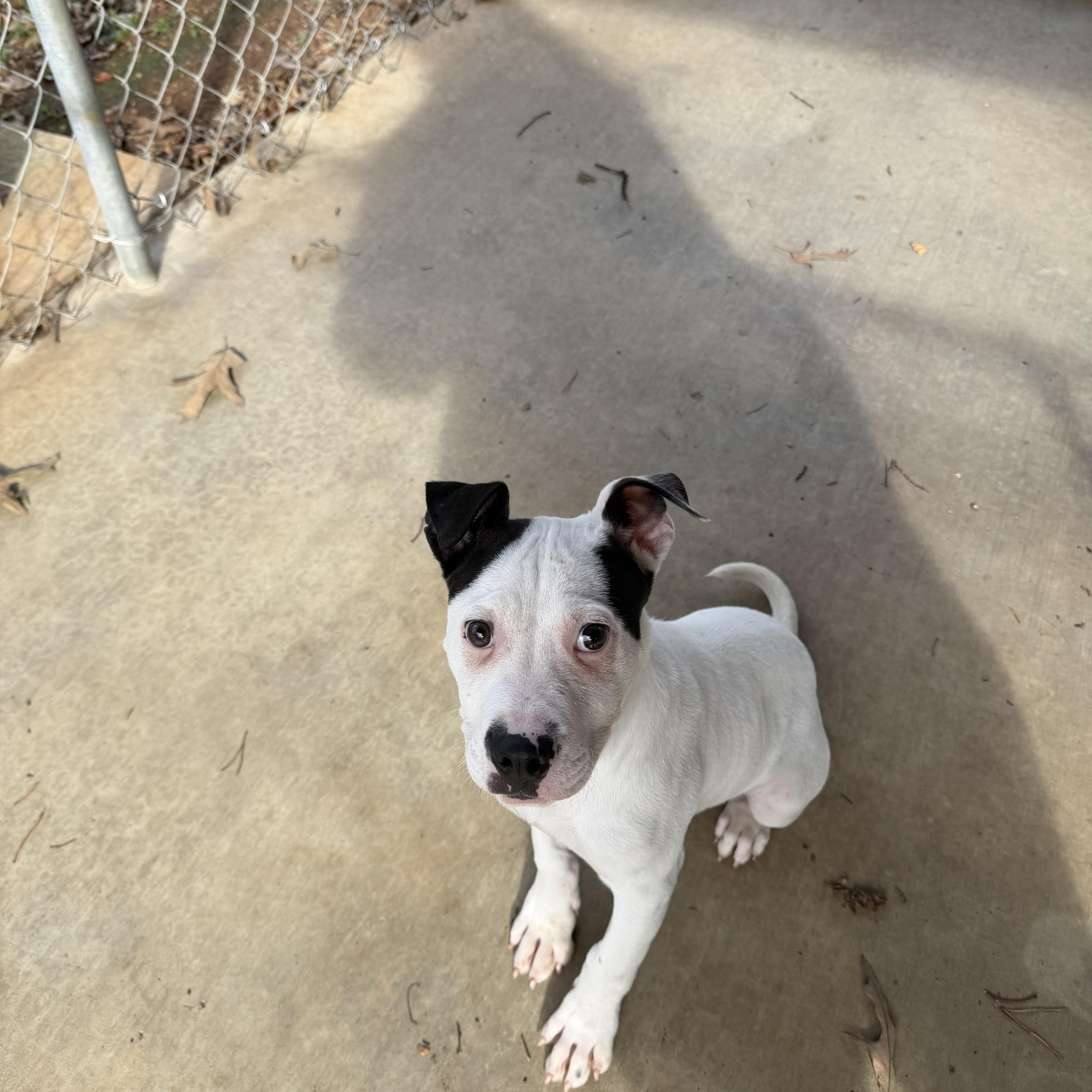 Enlarge Jughead, an adopted mixed breed in Loudon, TN image 1/3