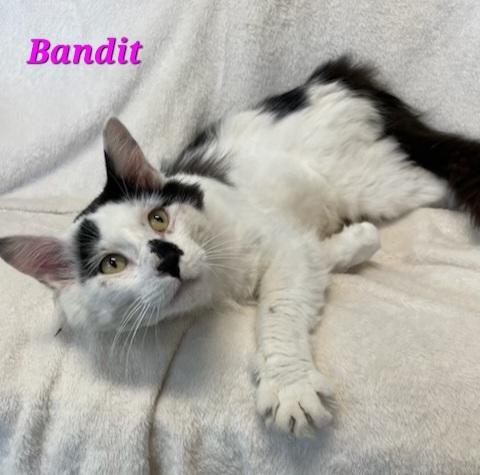 Enlarge Bandit, a Adoptable Domestic Long Hair in Aurora, NE image 1/1