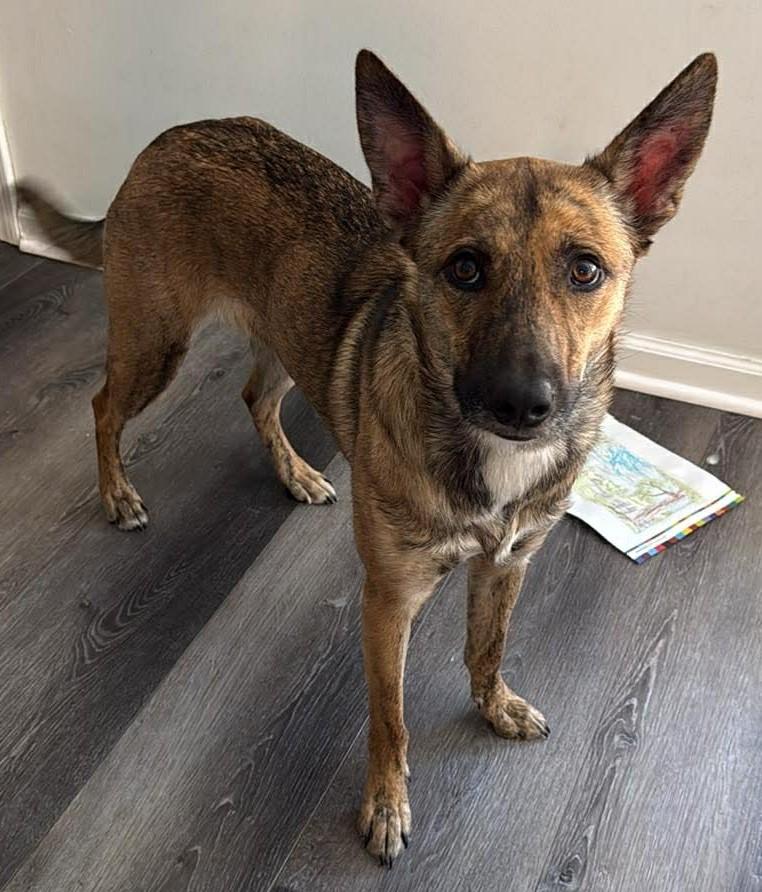 HOPE , ADOPTABLE, Adult Female Shepherd.