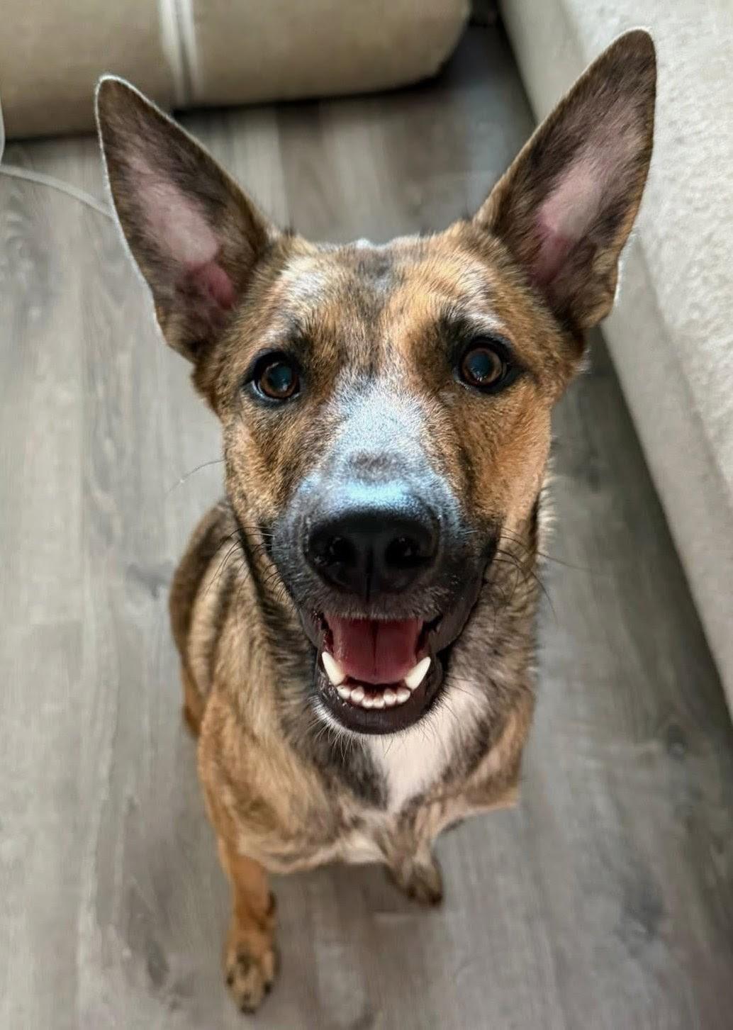 HOPE , a ADOPTABLE mixed breed in Lebanon, TN image 3/3