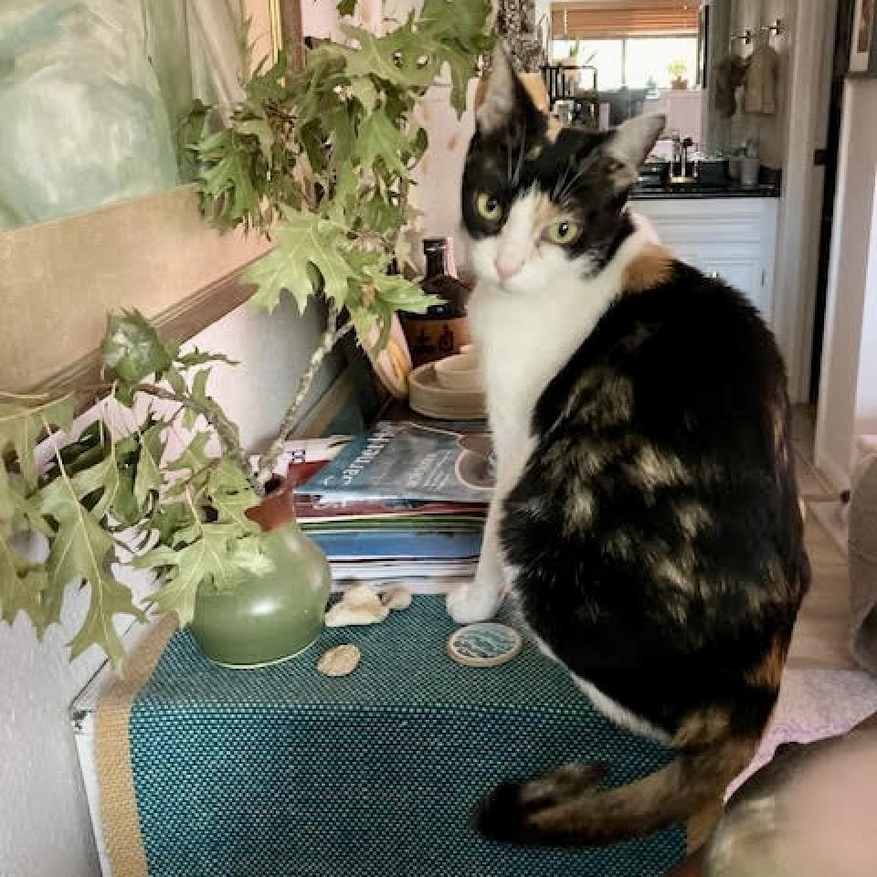 Gingerbread, Adoptable, Senior Female Domestic Short Hair.