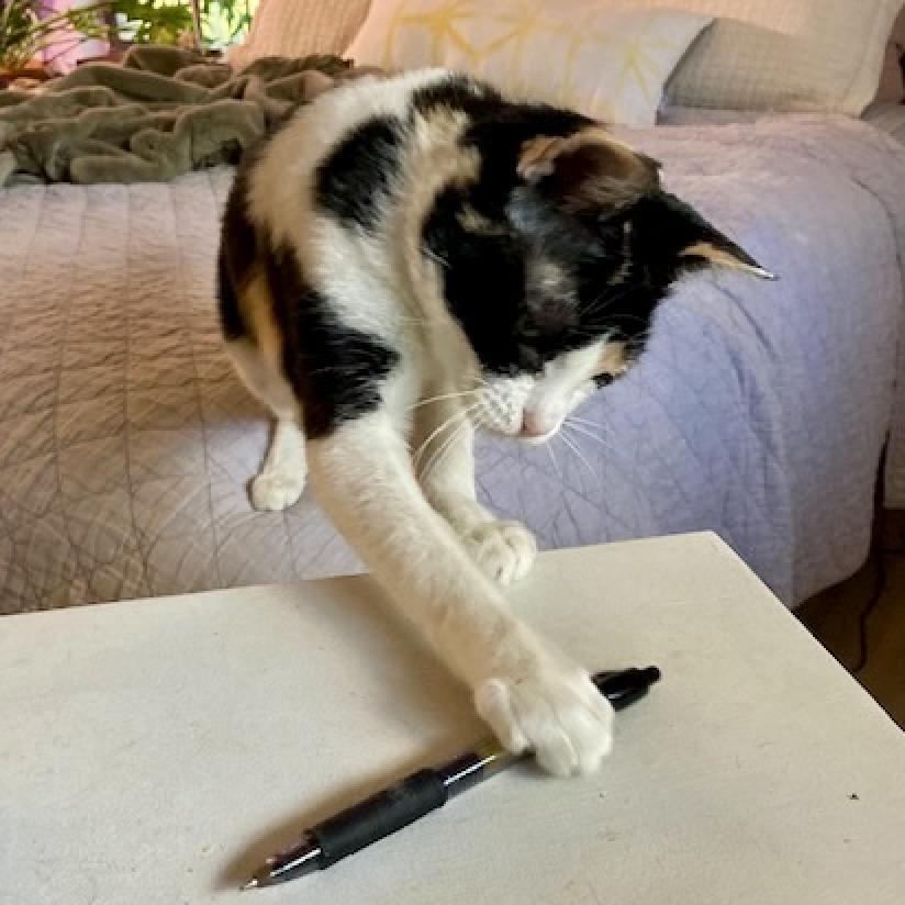 Enlarge Gingerbread, a Adoptable Domestic Short Hair in Austin, TX image 2/6