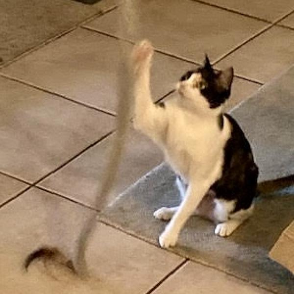 Enlarge Gingerbread, a Adoptable Domestic Short Hair in Austin, TX image 3/6