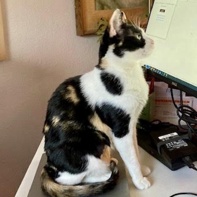 Enlarge Gingerbread, a Adoptable Domestic Short Hair in Austin, TX image 4/6