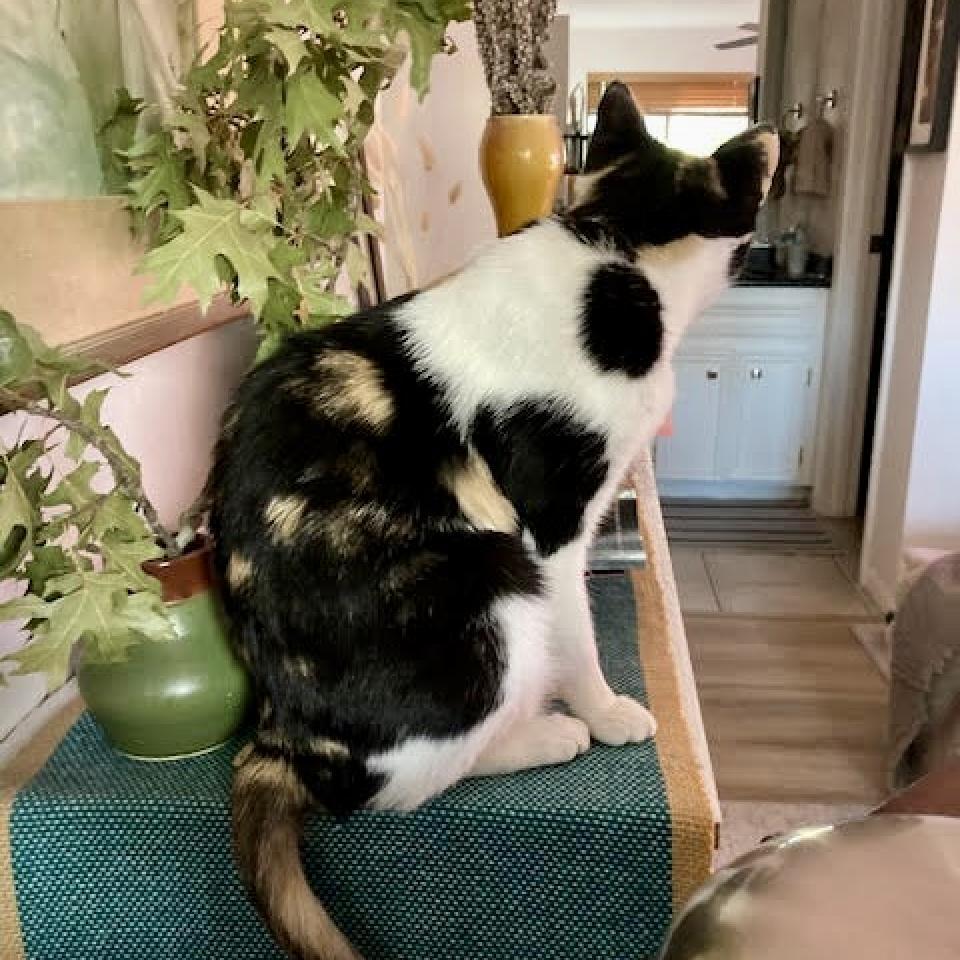 Enlarge Gingerbread, a Adoptable Domestic Short Hair in Austin, TX image 5/6