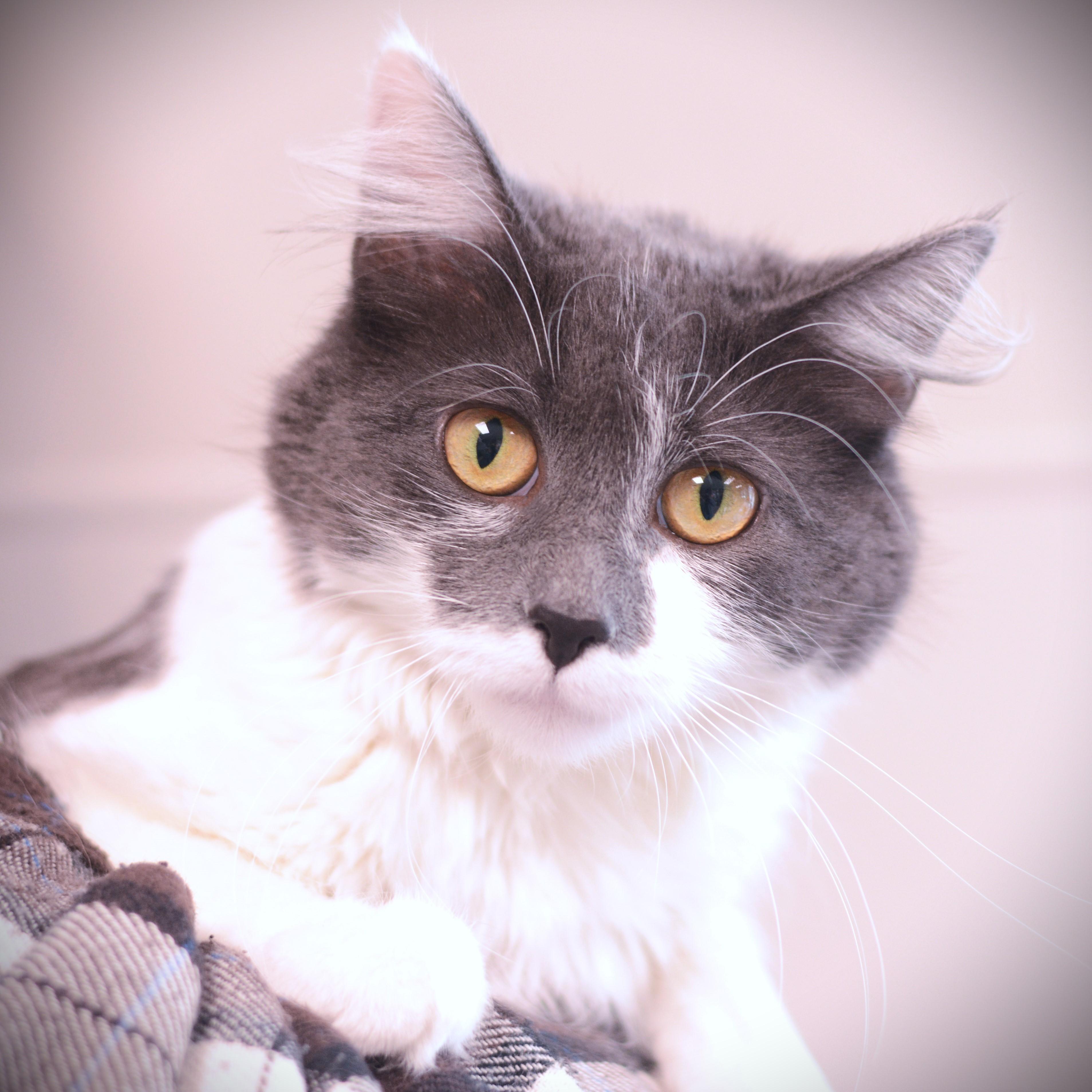 Enlarge Miss Frizzles, a ADOPTABLE Domestic Medium Hair in Amsterdam, NY image 1/1