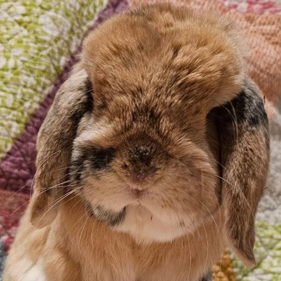 Enlarge Ludo, a Adoptable Holland Lop in Cream Ridge, NJ image 1/2