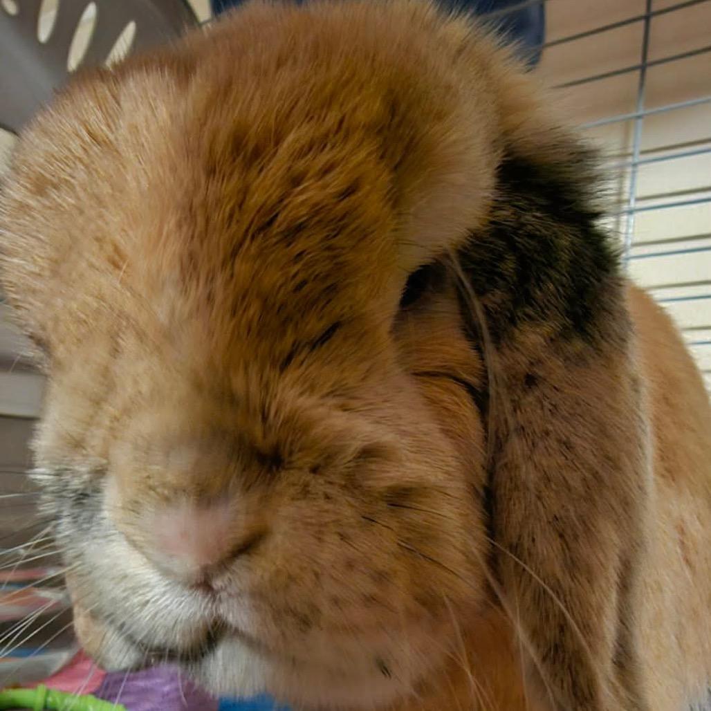 Enlarge Ludo, a Adoptable Holland Lop in Cream Ridge, NJ image 2/2