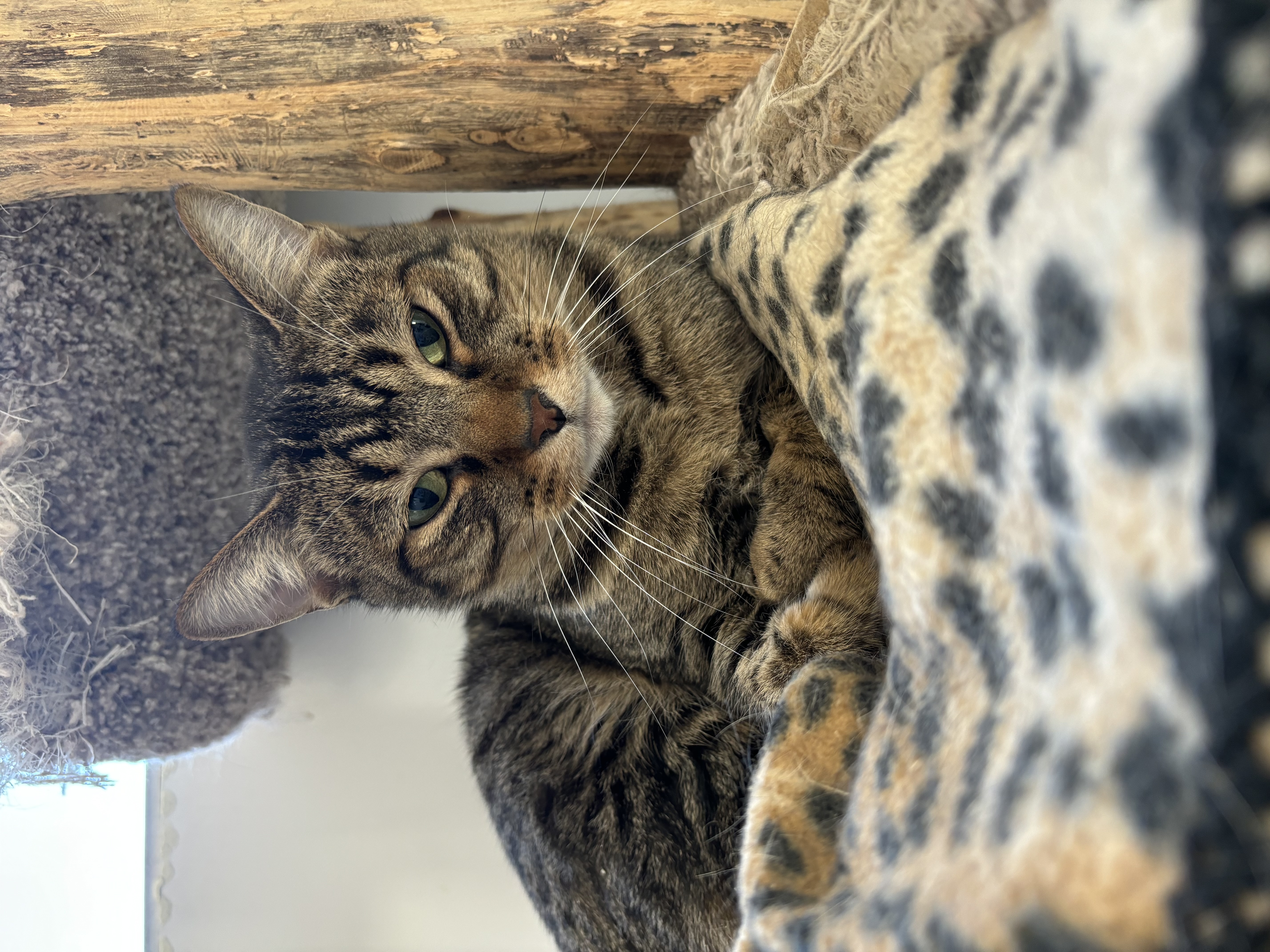 Enlarge Buckwheat, a Adoptable Domestic Short Hair in Richland Center, WI image 2/3