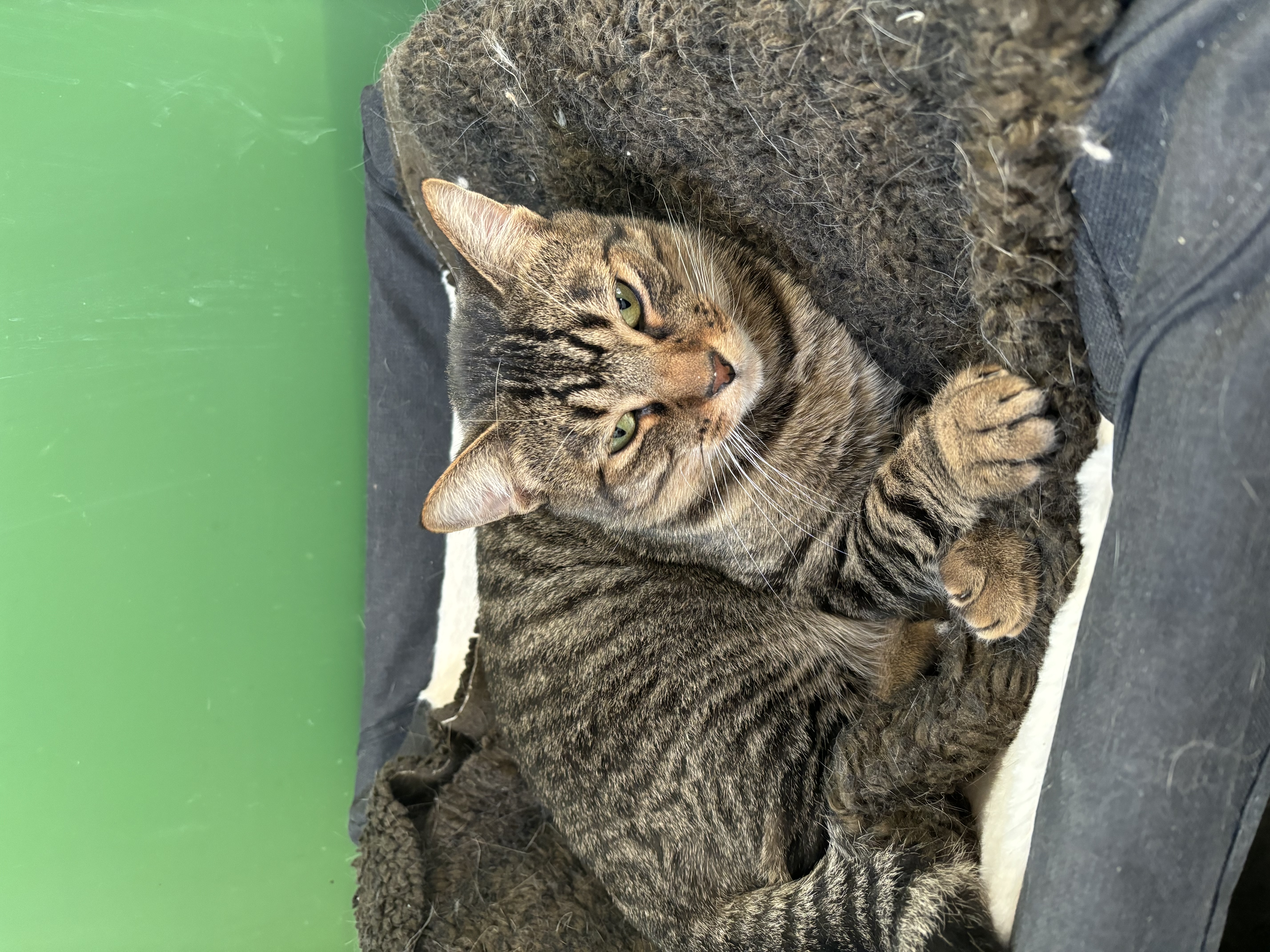 Enlarge Buckwheat, a Adoptable Domestic Short Hair in Richland Center, WI image 3/3