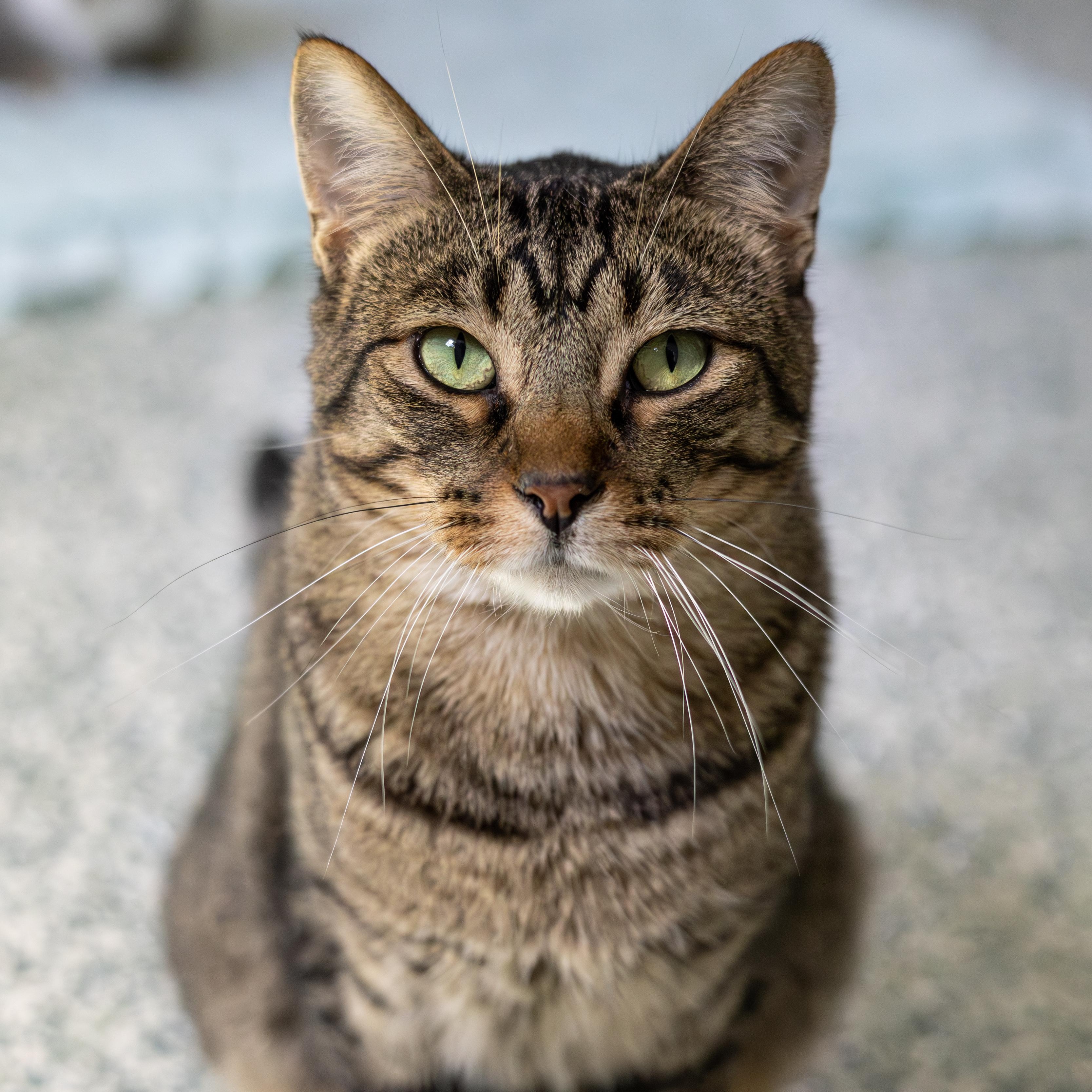 Buckwheat, Adoptable, Adult Male Domestic Short Hair.
