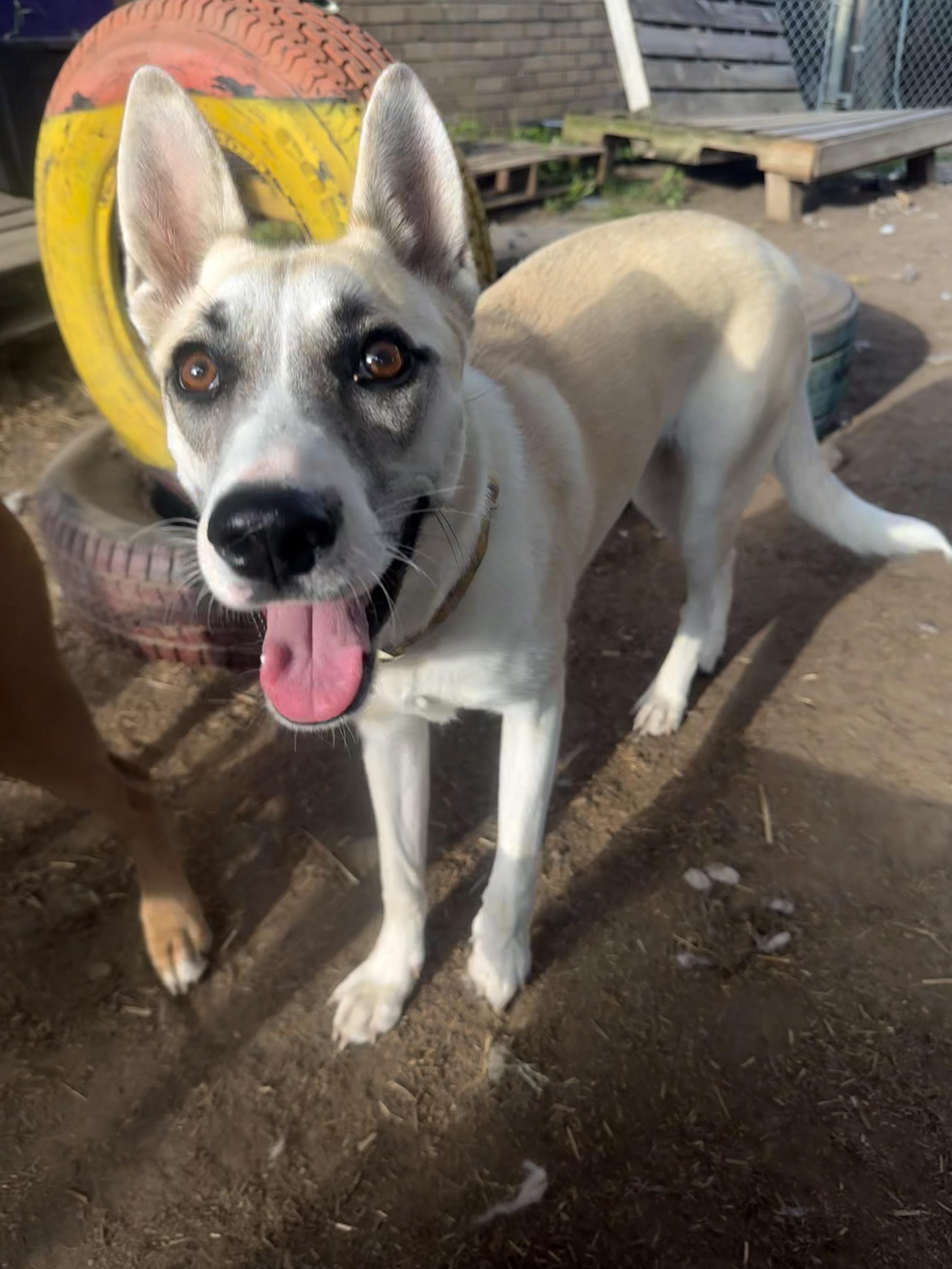 Enlarge Sallie Jo, a Adoptable mixed breed in INDIANAPOLIS, IN image 5/6