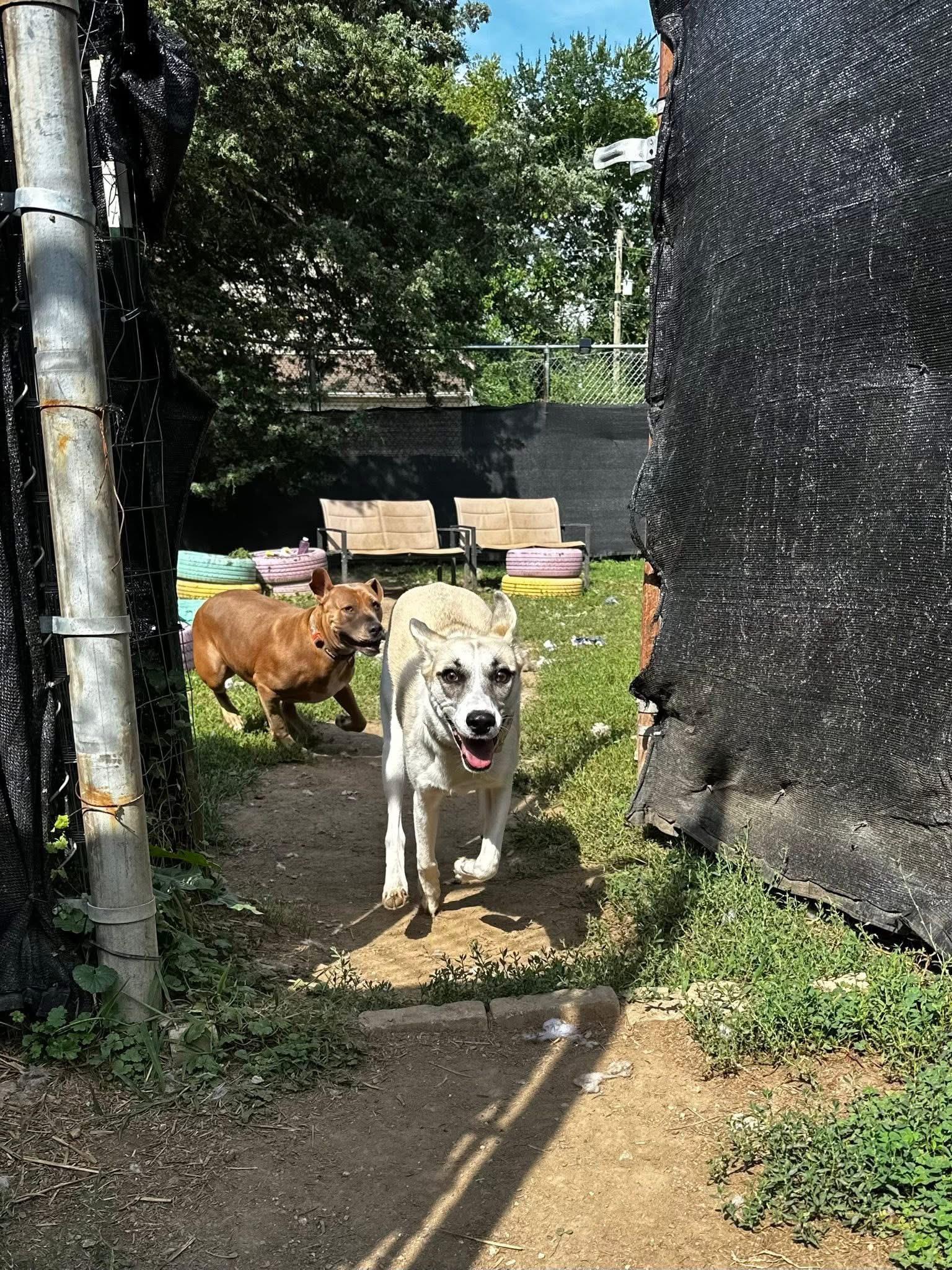 Enlarge Sallie Jo, a Adoptable mixed breed in INDIANAPOLIS, IN image 4/6