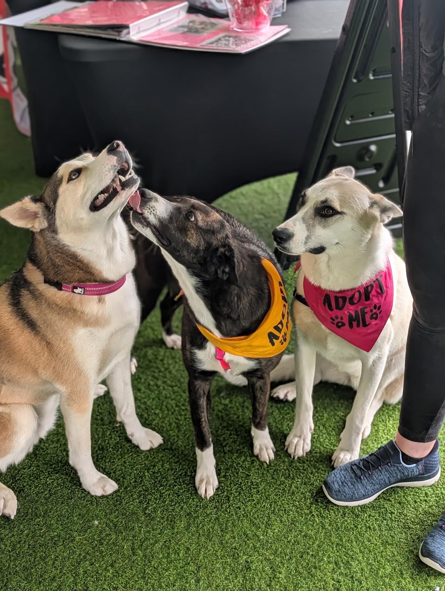 Enlarge Sallie Jo, a Adoptable mixed breed in INDIANAPOLIS, IN image 3/6