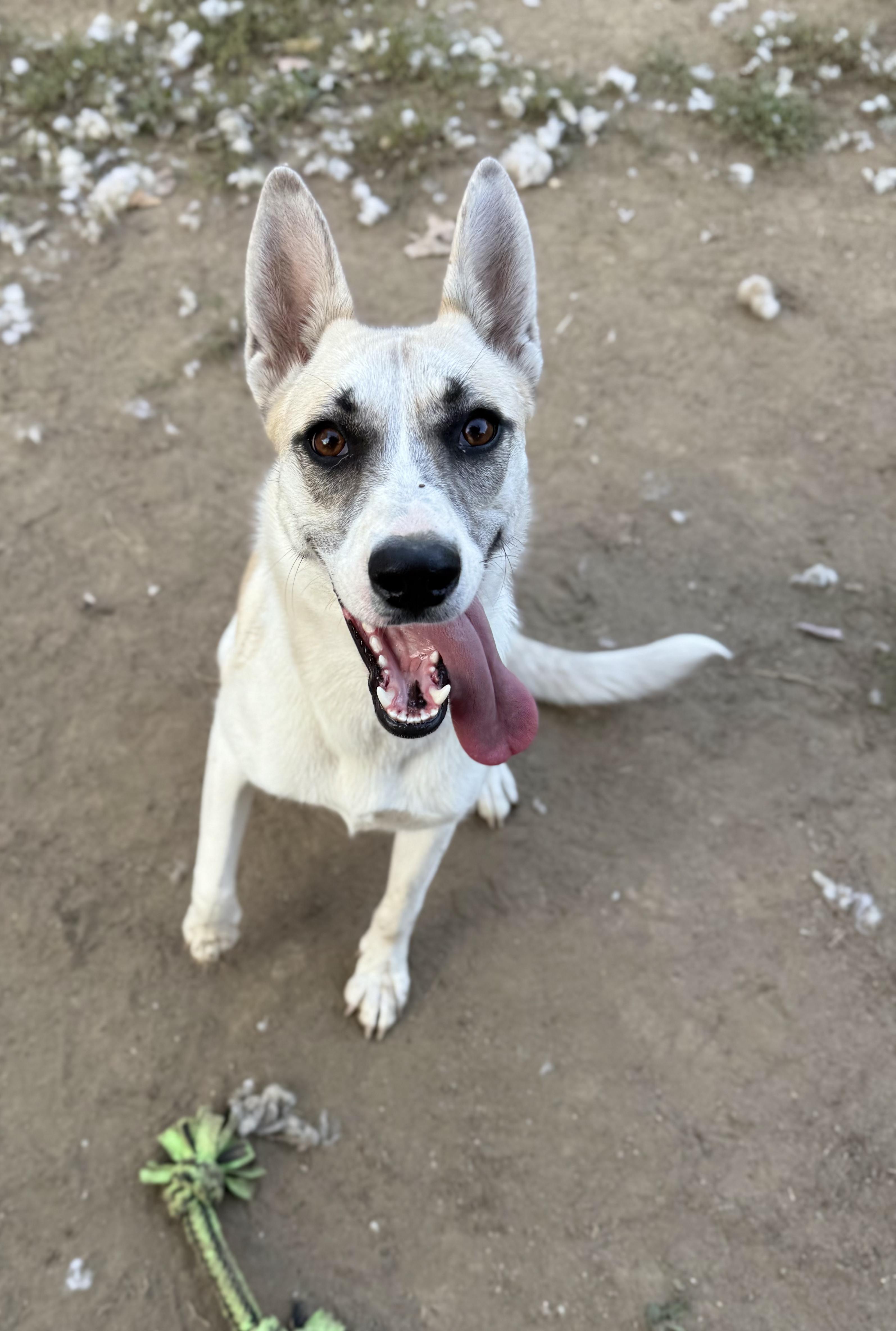 Enlarge Sallie Jo, a Adoptable mixed breed in INDIANAPOLIS, IN image 1/6