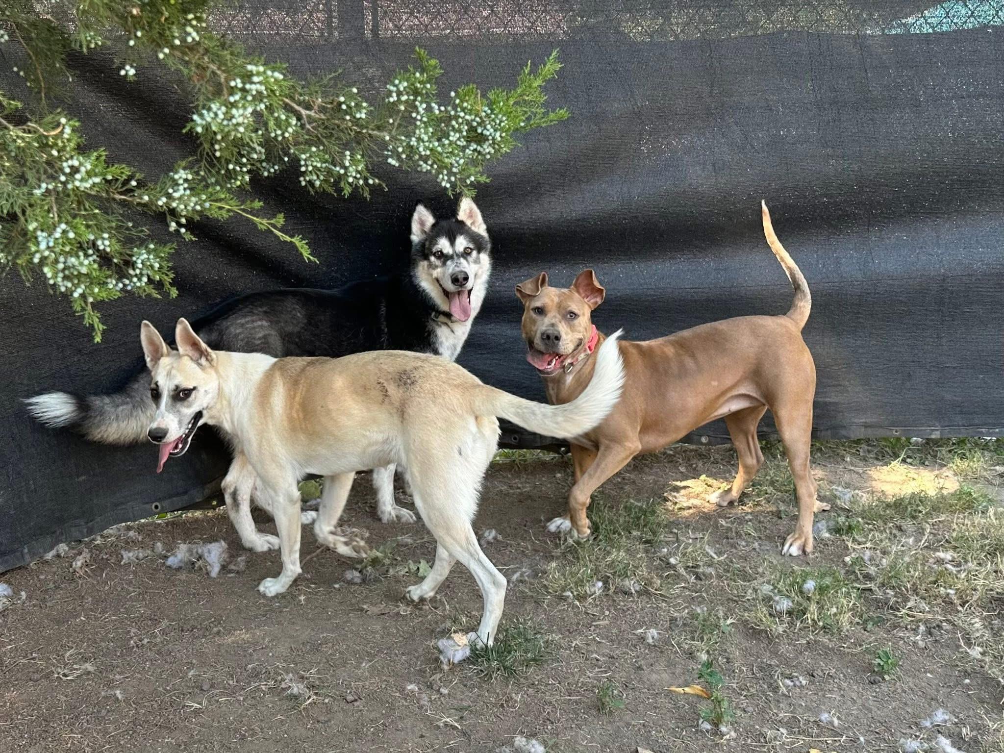 Enlarge Sallie Jo, a Adoptable mixed breed in INDIANAPOLIS, IN image 2/6