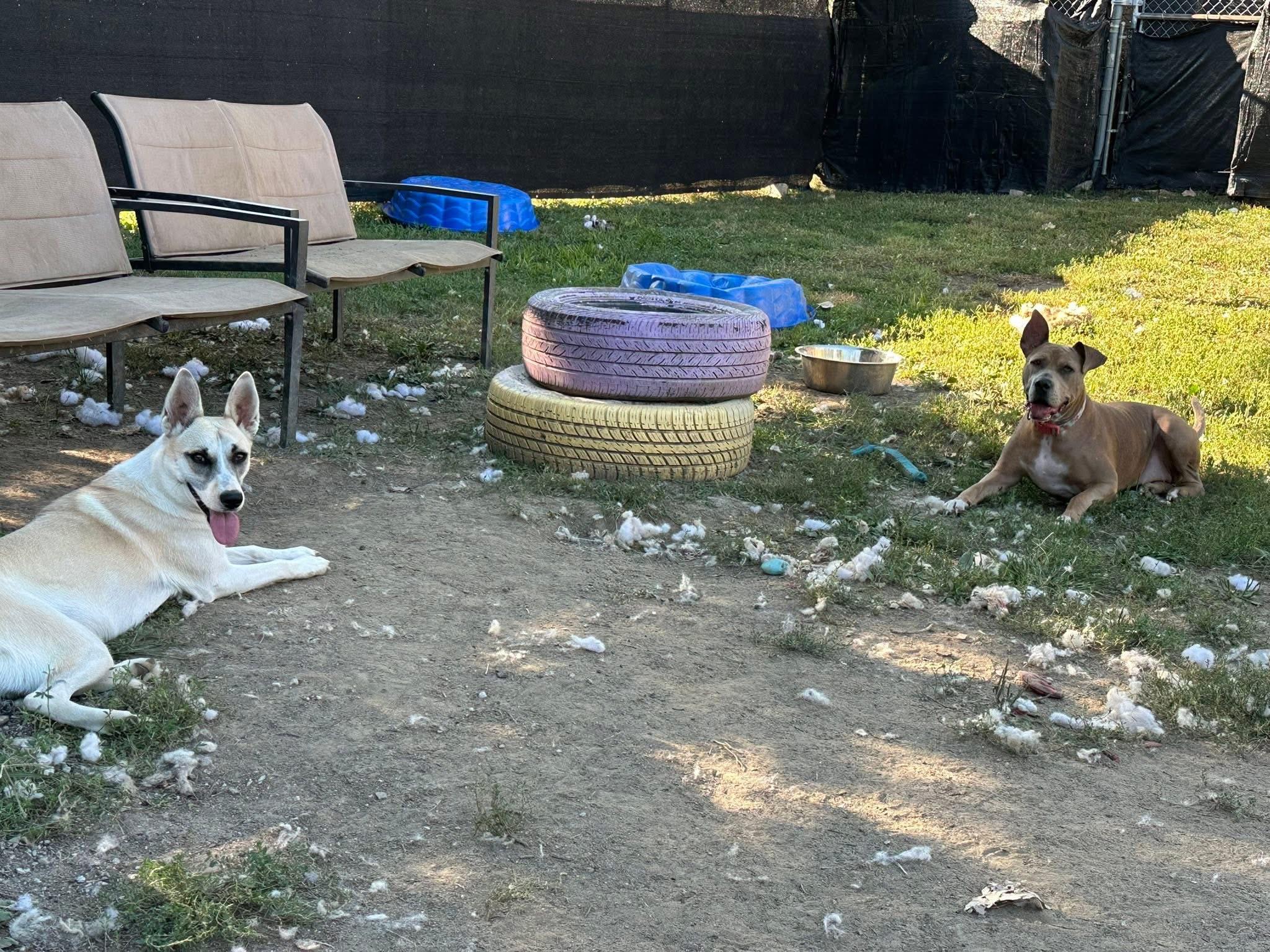 Enlarge Sallie Jo, a Adoptable mixed breed in INDIANAPOLIS, IN image 6/6