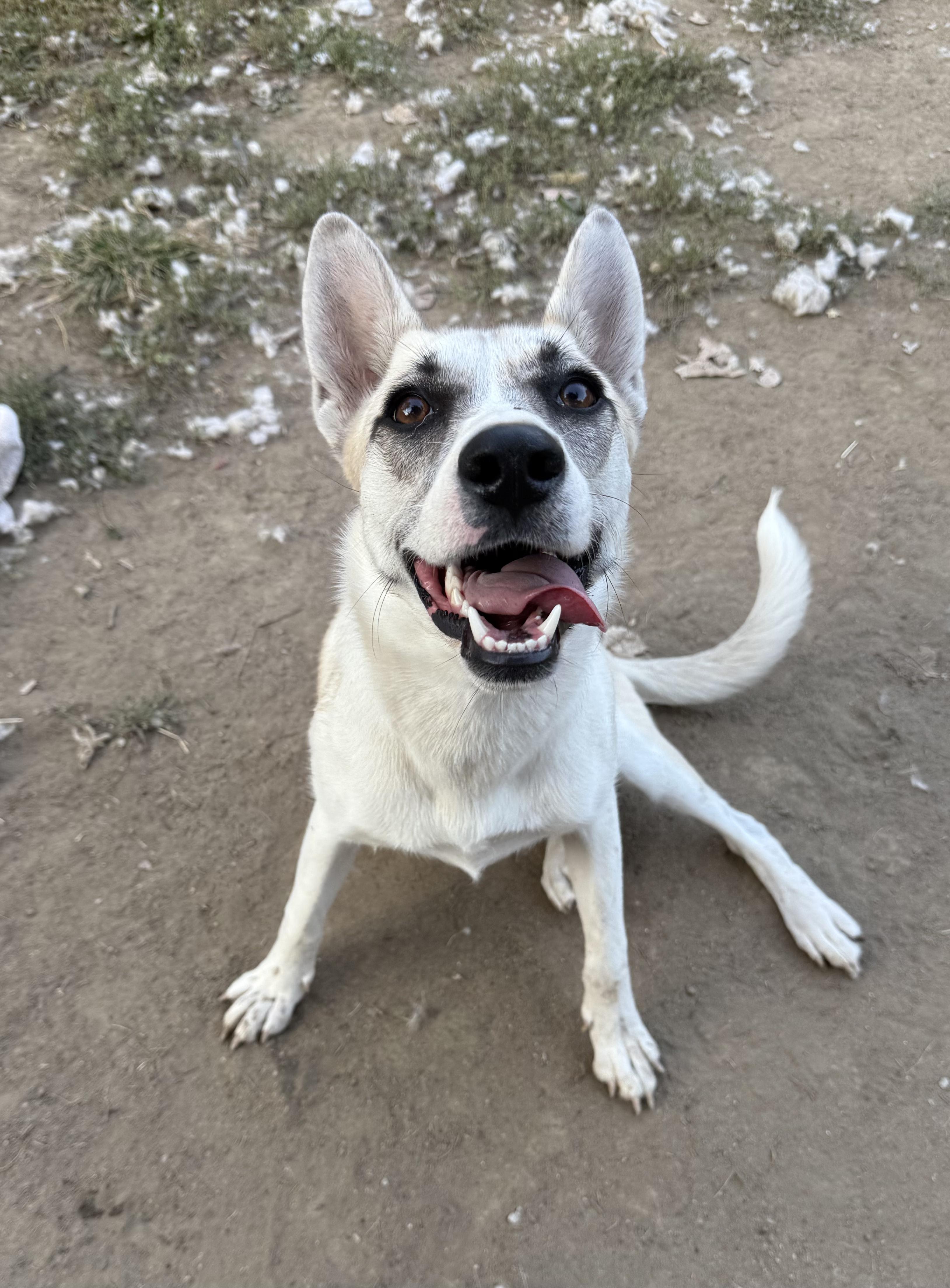 Enlarge Sallie Jo, a Adoptable mixed breed in INDIANAPOLIS, IN image 3/6