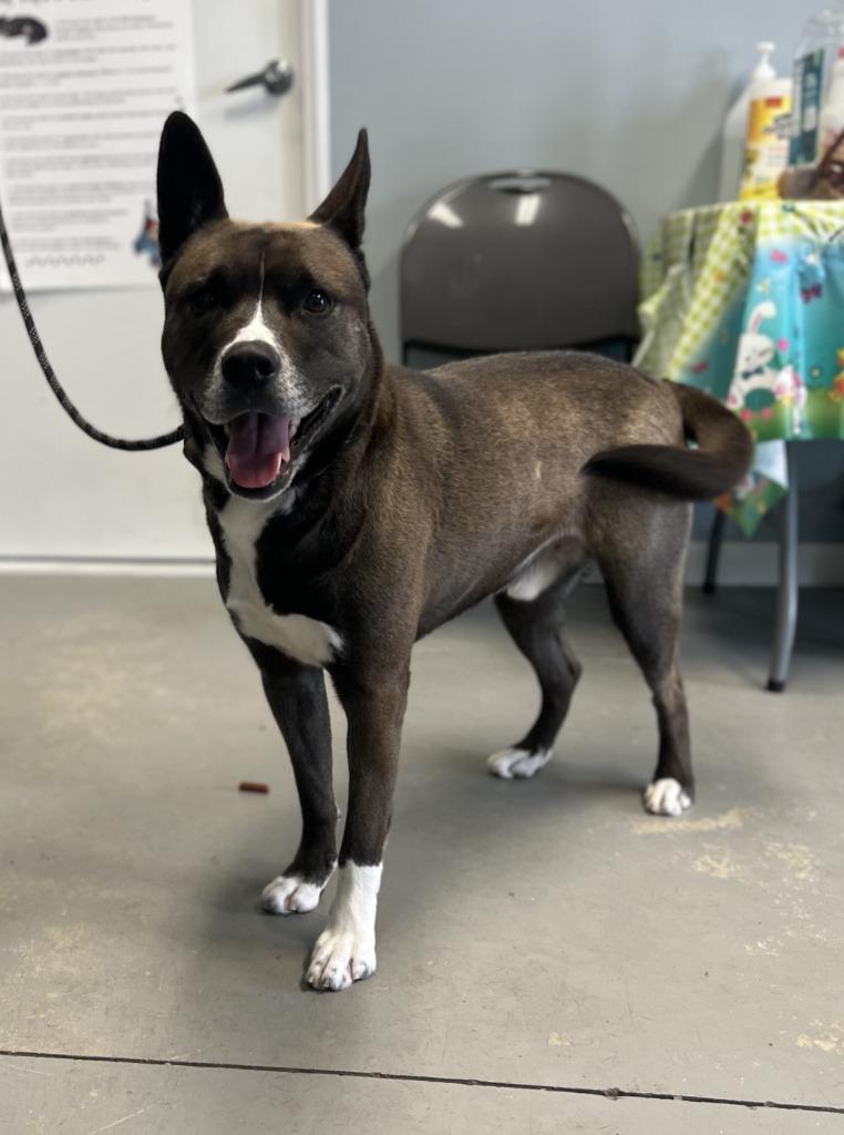 Enlarge Makoto, a Adoptable mixed breed in Hartford City, IN image 1/6