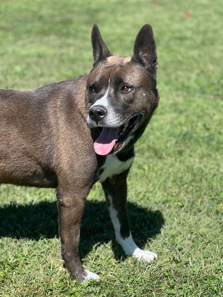 Enlarge Makoto, a Adoptable mixed breed in Hartford City, IN image 1/6