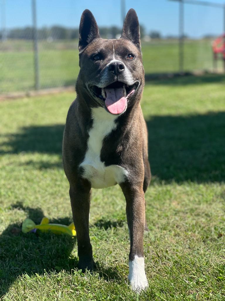 Enlarge Makoto, a Adoptable mixed breed in Hartford City, IN image 1/5