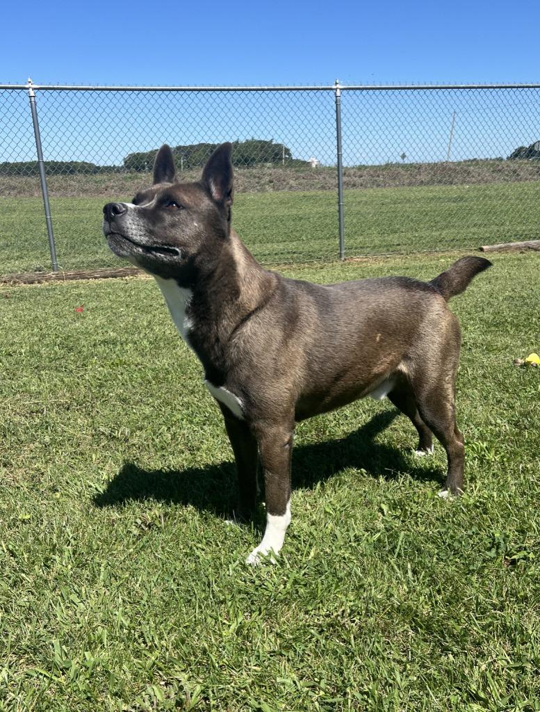Enlarge Makoto, a Adoptable mixed breed in Hartford City, IN image 3/5