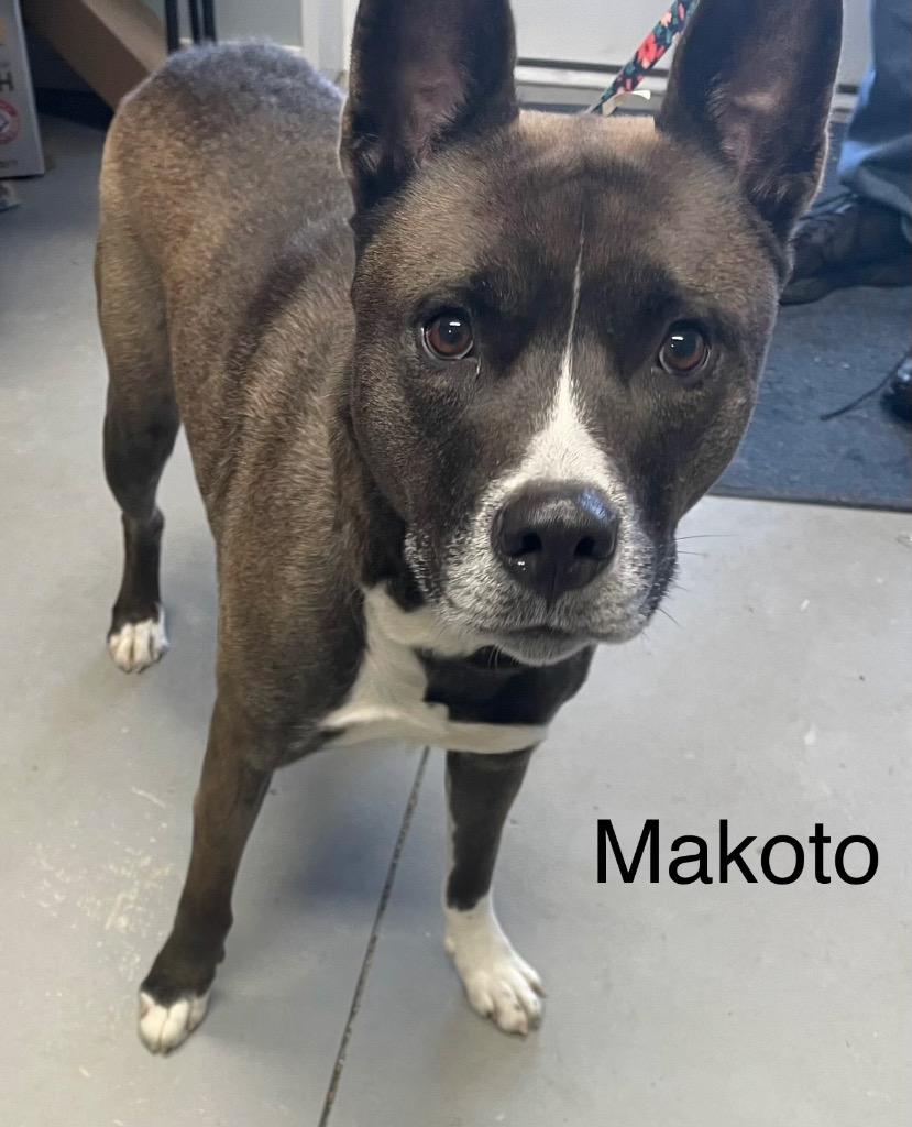 Enlarge Makoto, a Adoptable mixed breed in Hartford City, IN image 5/5
