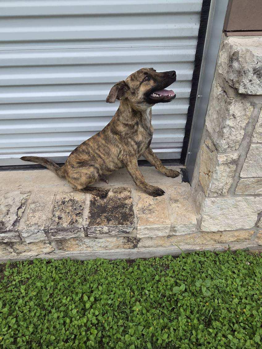Enlarge Truffle , an adopted mixed breed in Schertz, TX image 4/4