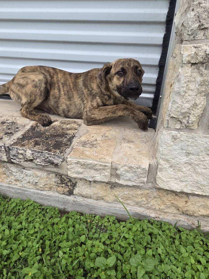 Enlarge Truffle , an adopted mixed breed in Schertz, TX image 3/4