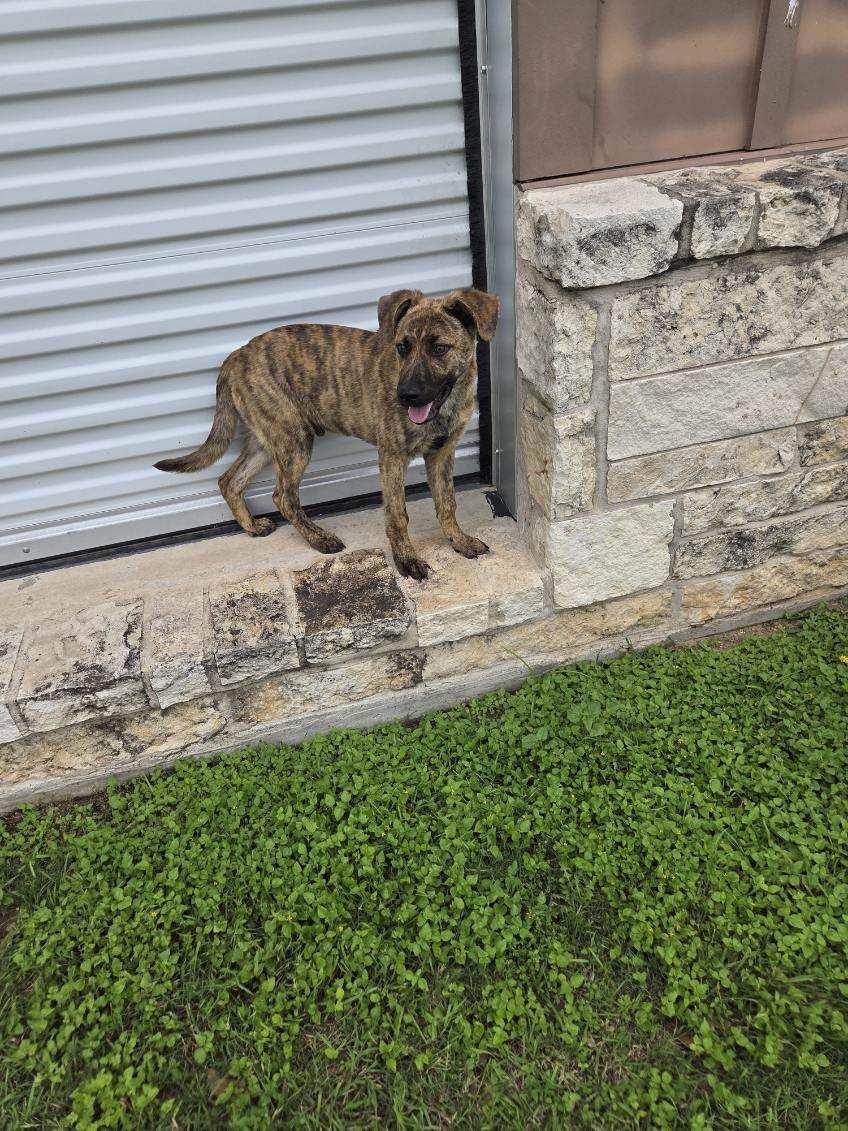 Enlarge Truffle , an adopted mixed breed in Schertz, TX image 2/4
