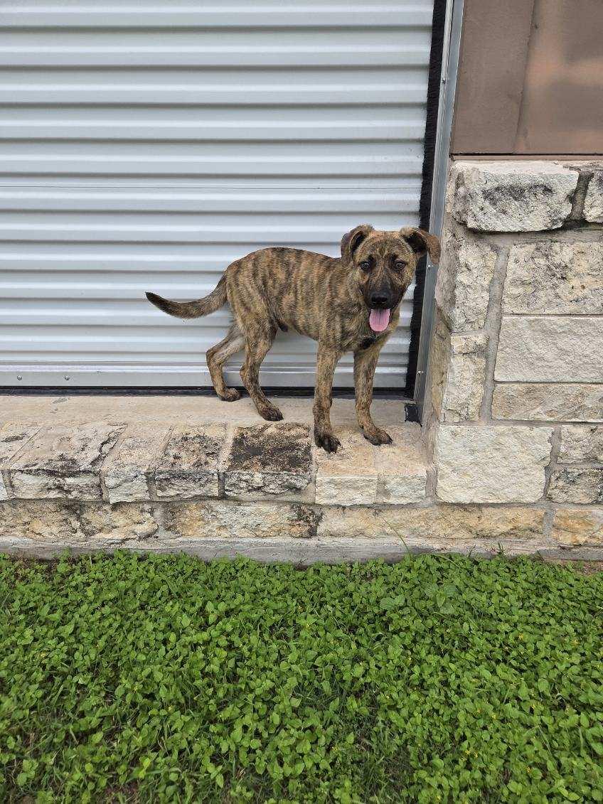 Truffle , adopted, Young Male Shepherd.
