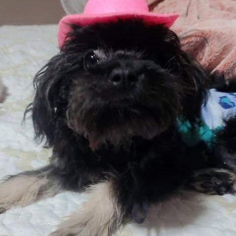 AMANDA, an adoptable Schnoodle, Maltipoo in san diego, CA, 92101 | Photo Image 1